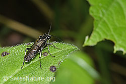 Macrophya alboannulata (Blattwespe) (F268303) Macrophya alboannulata (Blattwespe) (F268303)