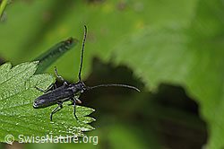 Foto: Zylindrischer Walzenhalsbock (Phytoecia cylindrica)