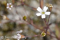 F276766: Felsen-Leimkraut (Silene rupestris)