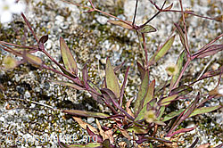 F276767: Felsen-Leimkraut (Silene rupestris)
