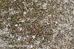 F276769: Felsen-Leimkraut (Silene rupestris)