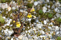 F276772: Zwerg-Augentrost (Euphrasia minima)