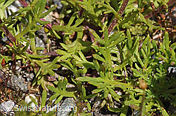 F276802: Moschus-Schafgarbe (Achillea erba-rotta)