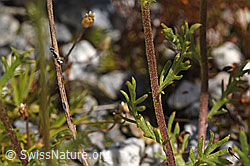 F276804: Moschus-Schafgarbe (Achillea erba-rotta)
