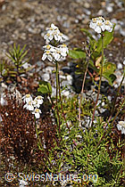 F276805: Moschus-Schafgarbe (Achillea erba-rotta)