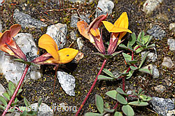 F276817: Alpen-Hornklee (Lotus alpinus)