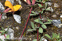 F276829: Alpen-Hornklee (Lotus alpinus)