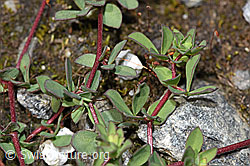 F276830: Alpen-Hornklee (Lotus alpinus)