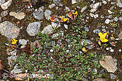 F276834: Alpen-Hornklee (Lotus alpinus)