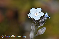 Alpen-Vergissmeinnicht (Myosotis alpestris) (07.2024, F276840)