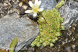 F276854: Moosartiger Steinbrech (Saxifraga bryoides)