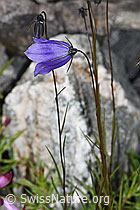 F276884: Scheuchzers Glockenblume (Campanula scheuchzeri)