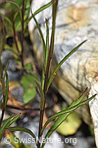 F276886: Scheuchzers Glockenblume (Campanula scheuchzeri)