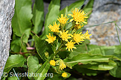 Alpen-Goldrute (Solidago virgaurea ssp. minuta) (F276935) Alpen-Goldrute (Solidago virgaurea ssp. minuta) (F276935)