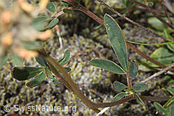 Alpen-Wundklee (Anthyllis vulneraria ssp. alpestris) (F276970)