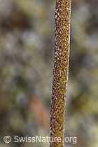 Alpen-Wundklee (Anthyllis vulneraria ssp. alpestris) (F276976)