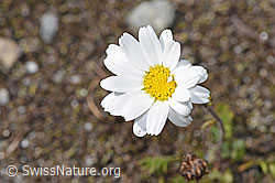Gewöhnliche Alpenmargerite (Leucanthemopsis alpina) (F276981) Gewöhnliche Alpenmargerite (Leucanthemopsis alpina) (F276981)