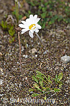 Gewöhnliche Alpenmargerite (Leucanthemopsis alpina) (F276983) Gewöhnliche Alpenmargerite (Leucanthemopsis alpina) (F276983)
