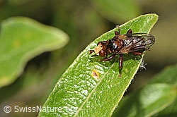Foto: Gemeine Breitstirnblasenkopffliege (Sicus ferrugineus)