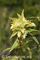 Schmalblättriger Klappertopf (Rhinanthus glacialis) (F277000) Schmalblättriger Klappertopf (Rhinanthus glacialis) (F277000)