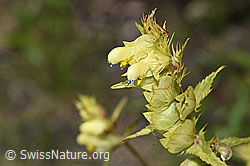 Schmalblättriger Klappertopf (Rhinanthus glacialis) (F277001) Schmalblättriger Klappertopf (Rhinanthus glacialis) (F277001)