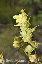Schmalblättriger Klappertopf (Rhinanthus glacialis) (F277002) Schmalblättriger Klappertopf (Rhinanthus glacialis) (F277002)