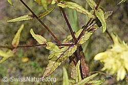 Schmalblättriger Klappertopf (Rhinanthus glacialis) (F277003) Schmalblättriger Klappertopf (Rhinanthus glacialis) (F277003)