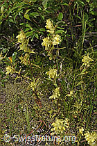 Schmalblättriger Klappertopf (Rhinanthus glacialis) (F277007) Schmalblättriger Klappertopf (Rhinanthus glacialis) (F277007)