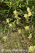 Schmalblättriger Klappertopf (Rhinanthus glacialis) (F277008) Schmalblättriger Klappertopf (Rhinanthus glacialis) (F277008)