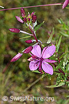 Fleischers Weidenröschen (Epilobium fleischeri) (F277011)