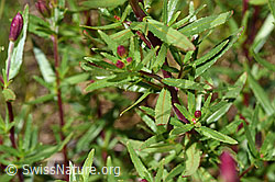 Fleischers Weidenröschen (Epilobium fleischeri) (F277012)