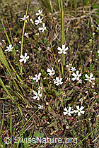 Felsen-Leimkraut (Silene rupestris) (F277019) Felsen-Leimkraut (Silene rupestris) (F277019)