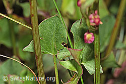 Schildblättriger Ampfer (Rumex scutatus) (F277046)