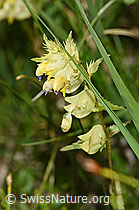 Schmalblättriger Klappertopf (Rhinanthus glacialis) (F277073) Schmalblättriger Klappertopf (Rhinanthus glacialis) (F277073)