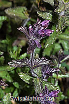 Alpenhelm (Bartsia alpina) (F277075) Alpenhelm (Bartsia alpina) (F277075)