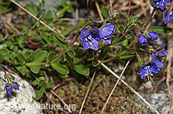 Felsen-Ehrenpreis (Veronica fruticans) (F278717) Felsen-Ehrenpreis (Veronica fruticans) (F278717)