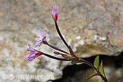 Alpen-Weidenröschen (Epilobium anagallidifolium) (F278749)