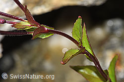 Alpen-Weidenröschen (Epilobium anagallidifolium) (F278752)