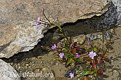 Alpen-Weidenröschen (Epilobium anagallidifolium) (F278756)