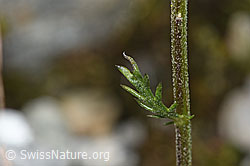 F278790: Moschus-Schafgarbe (Achillea erba-rotta ssp. moschata)