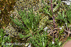 F278792: Moschus-Schafgarbe (Achillea erba-rotta ssp. moschata)