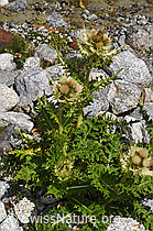 Alpen-Kratzdistel (Cirsium spinosissimum) (08.2024, F278800)