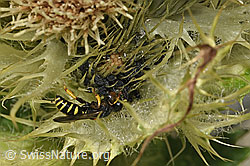 Crabro peltatus (Grabwespe) auf Alpen-Kratzdistel (Cirsium spinosissimum) (F278821) Crabro peltatus (Grabwespe) auf Alpen-Kratzdistel (Cirsium spinosissimum) (F278821)