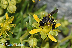 Crabro peltatus (Grabwespe) auf Bewimpertem Steinbrech (Saxifraga aizoides) (08.2024, F278831)