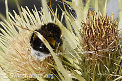 Heide-Erdhummel (Bombus cryptarum) auf Alpen-Kratzdistel (Cirsium spinosissimum) (F278915) Heide-Erdhummel (Bombus cryptarum) auf Alpen-Kratzdistel (Cirsium spinosissimum) (F278915)