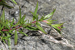 Fleischers Weidenröschen (Epilobium fleischeri) (08.2024, F278960)