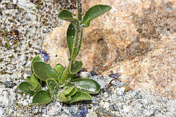 Foto: Rosetten-Ehrenpreis (Veronica bellidioides)