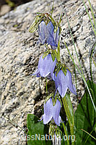 F279039: Bärtige Glockenblume (Campanula barbata)