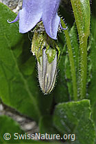 F279040: Bärtige Glockenblume (Campanula barbata)