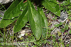 F279046: Bärtige Glockenblume (Campanula barbata)
